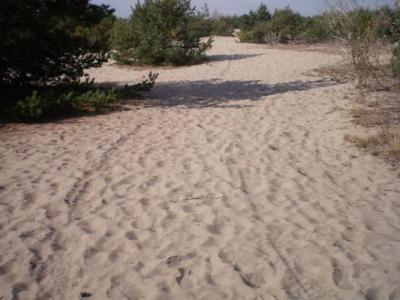 pustynia_2010_3.jpg