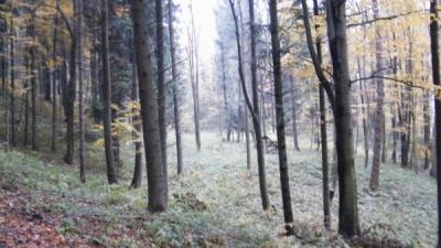 krynica_3a_2010_04_1.jpg